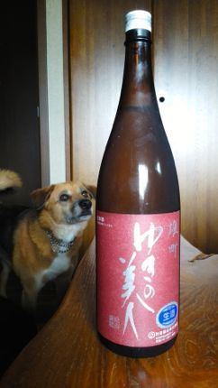 ゆきの美人.jpg