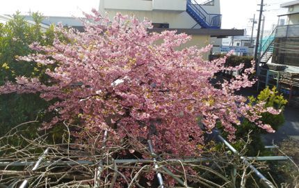 河津桜.jpg