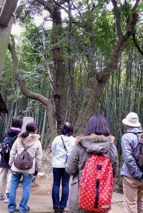 熊野神社 スダジイ.jpg